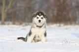 ALASKAN MALAMUTE 295